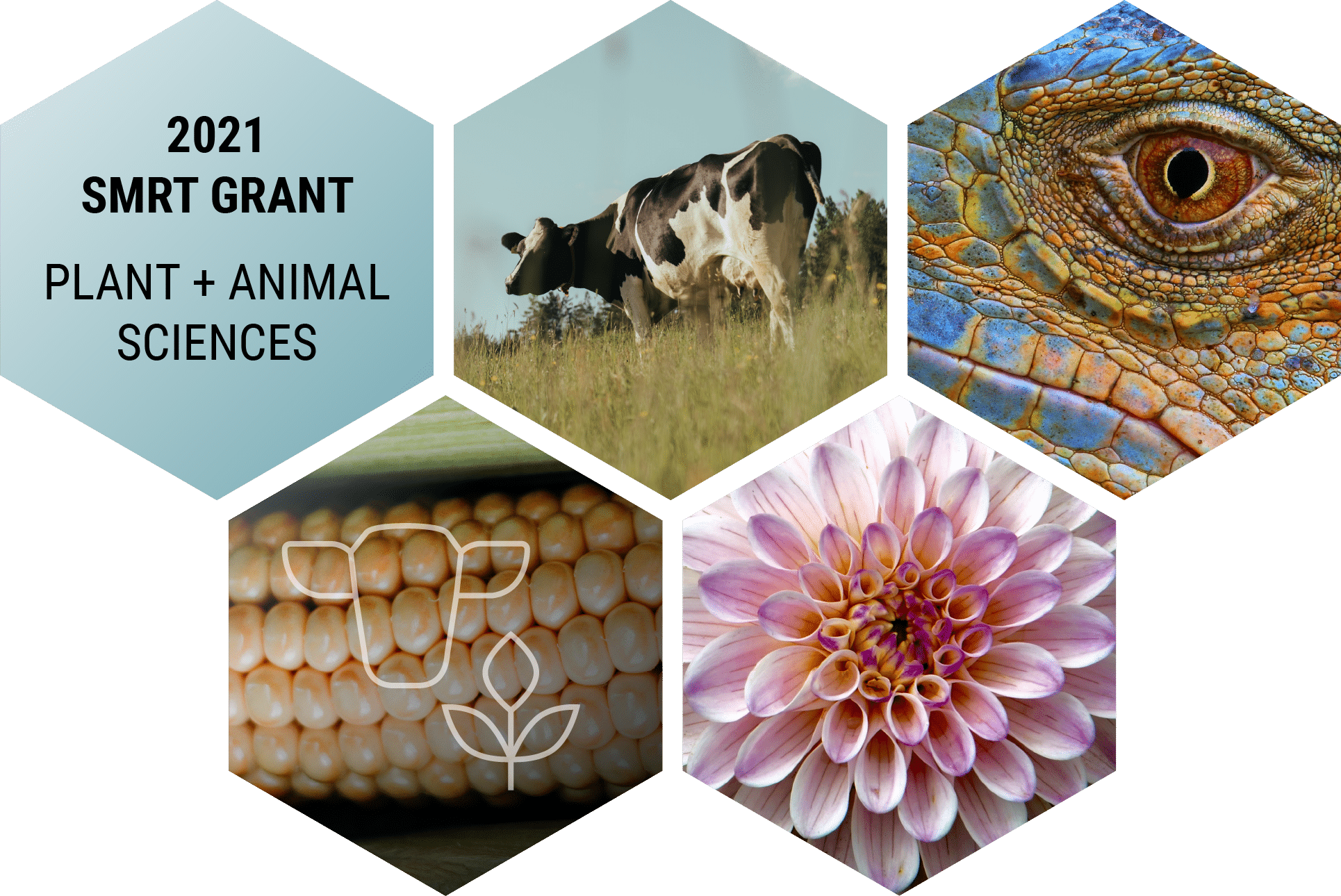 announcing-our-plant-and-animal-smrt-grant-winners-sequencing-a