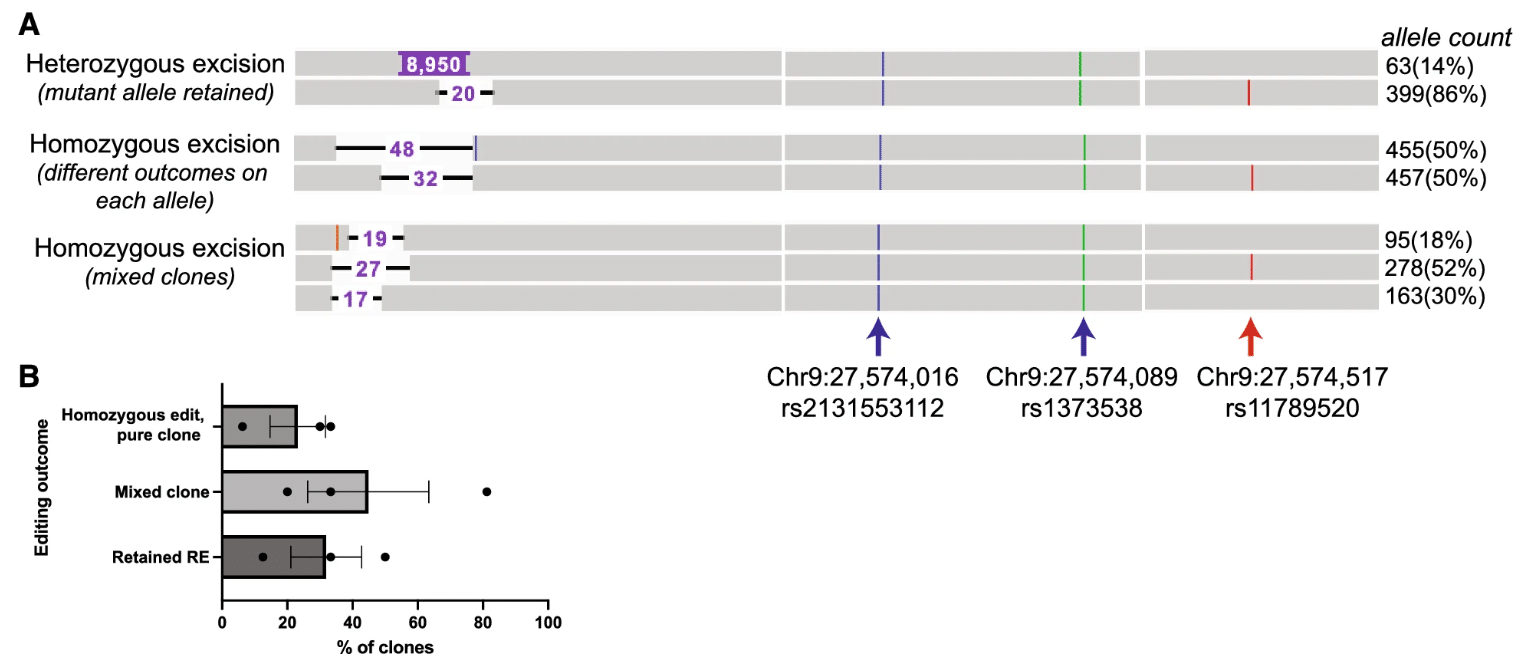 HiFi sequencing can detect mixed and unedited iPSC clones. A) Alleles can be distinguished by the phased (red arrow) SNP on the WT allele, but not by homozygous SNPs (blue and green arrow) that differ from the reference genome but are shared by both alleles. B) Dual gRNA excision of the repeat expansion across two cell lines with ~ 200 and ~ 1400 repeats in three independent experiments show that editing outcome detected by single-molecule sequencing of clones detects retained repeat expansions (RE) and mixed clones at a high frequency (Salomonsson & Maltos et al., 2024).