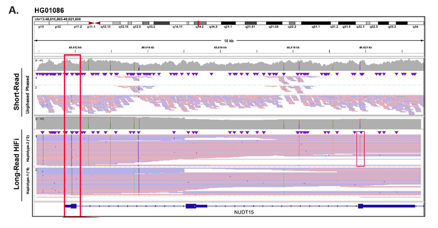 (Adapted from Figure 1A) Two key variants that determine *2, *3, and/or *6 alleles in NUDT15 (red boxes) could not be phased accurately with high-depth short-read NGS. In contrast, HiFi sequencing detected and phased these variants, as well as a defining *9 variant.