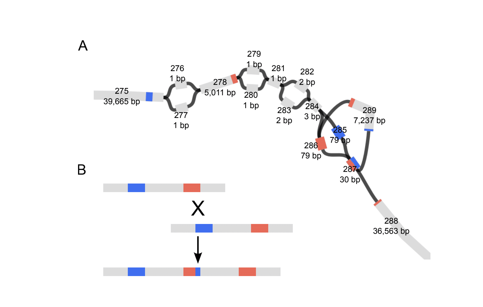 Figure 6: A) Graph representation of the duplication. Nodes are numbered and their length in bp is indicated. The colors indicate sequence similarity as determined through a blast search of the duplicated and adjacent parts. B) A model of homologous recombination underyling the duplication.