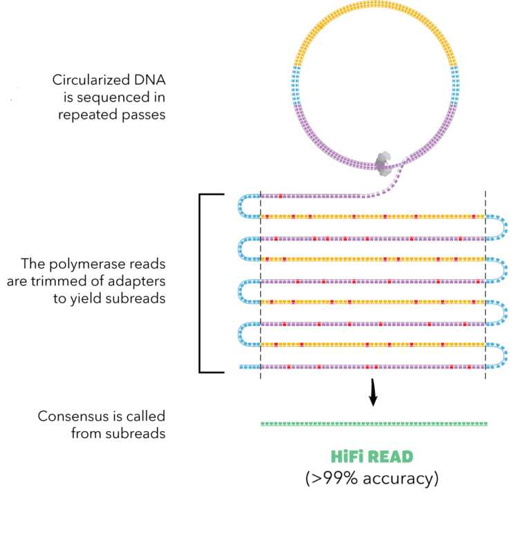 Sequencing 101 Understanding Accuracy in DNA Sequencing PacBio