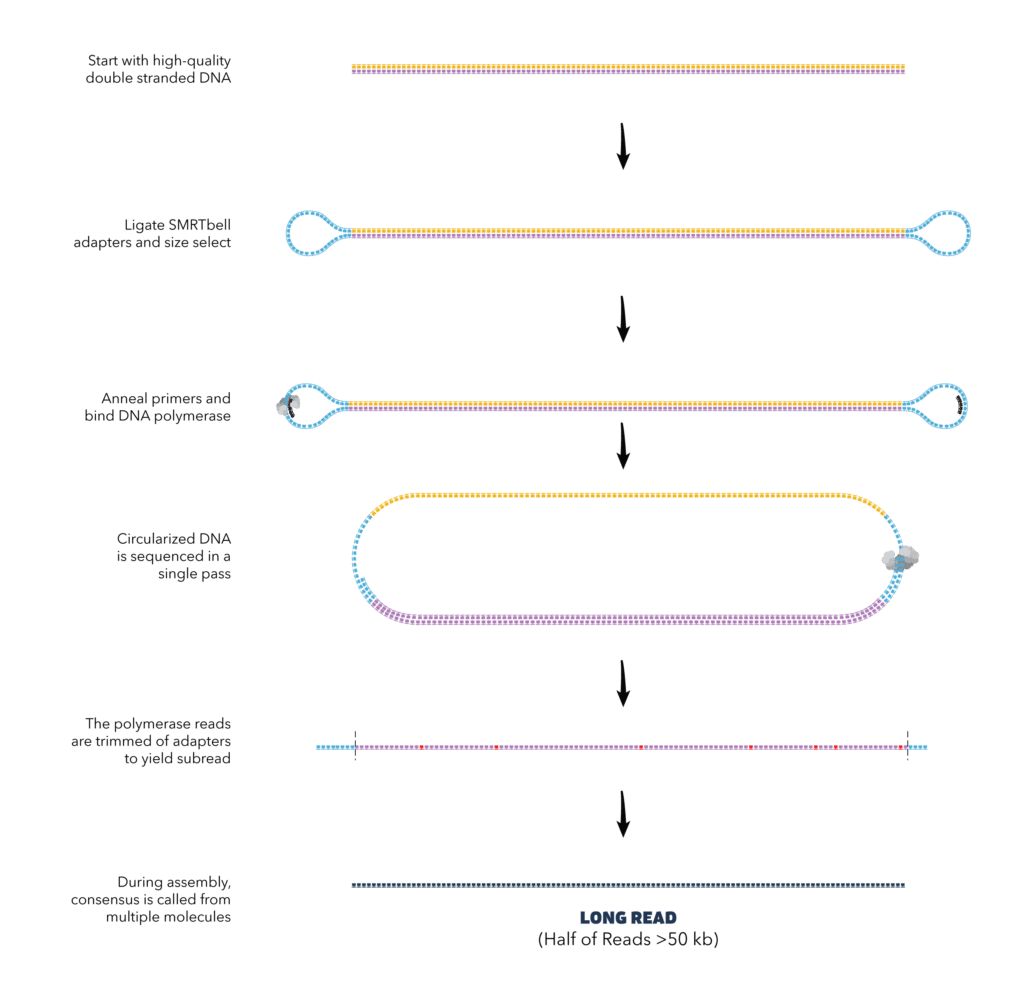 How-to-get-long-reads - PacBio