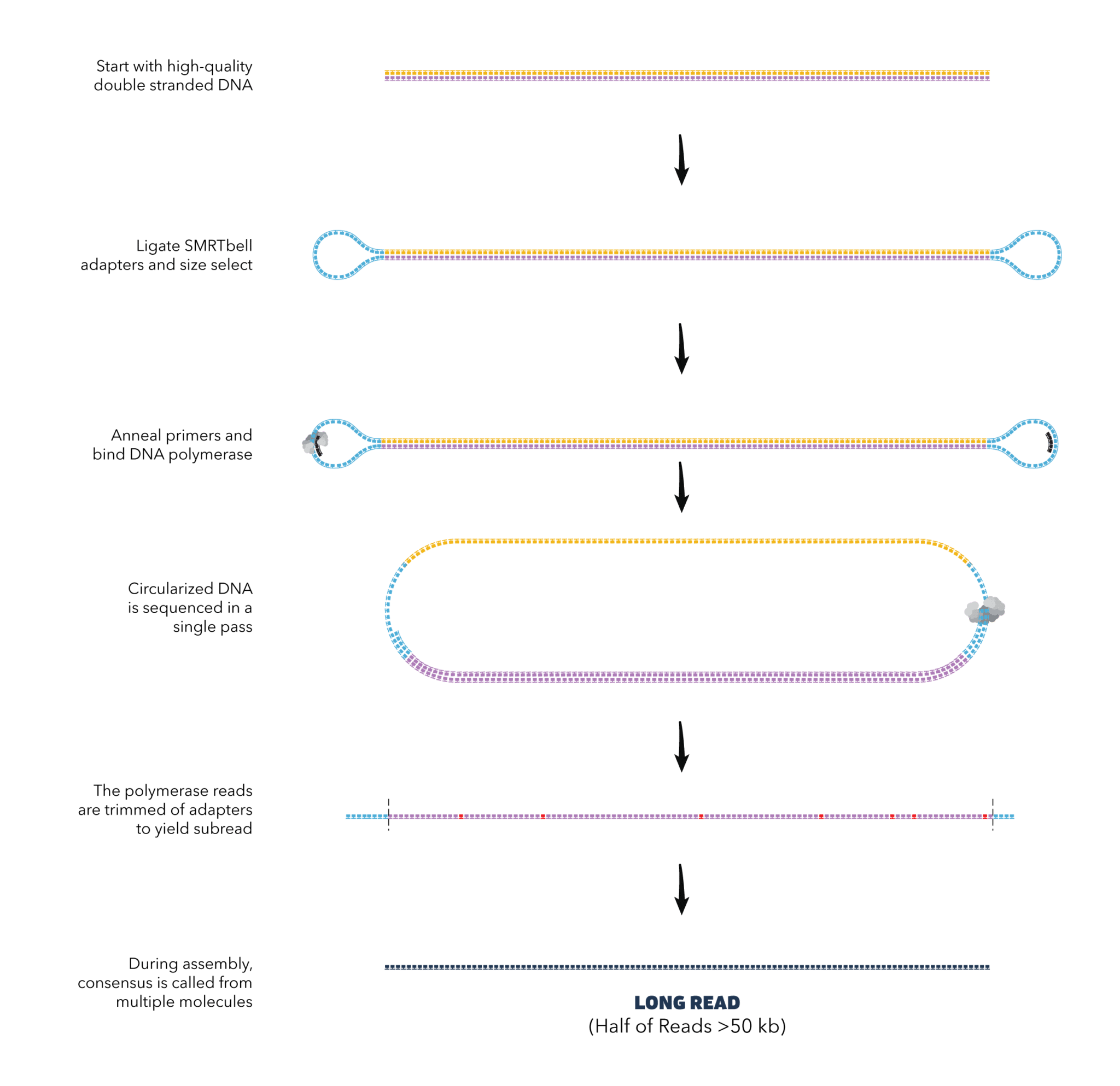 how-to-get-long-reads-pacbio