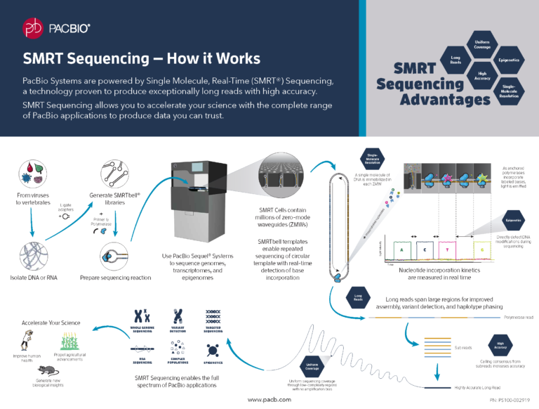 Infographic_SMRT Sequencing - How It Works - PacBio