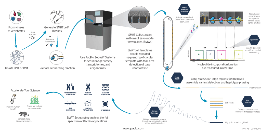 Infographic_SMRT Sequencing - How It Works_crop - PacBio