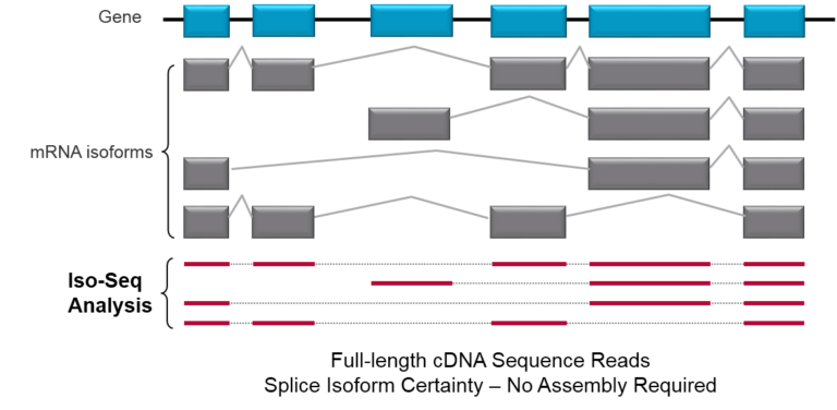 RNA Sequencing - PacBio