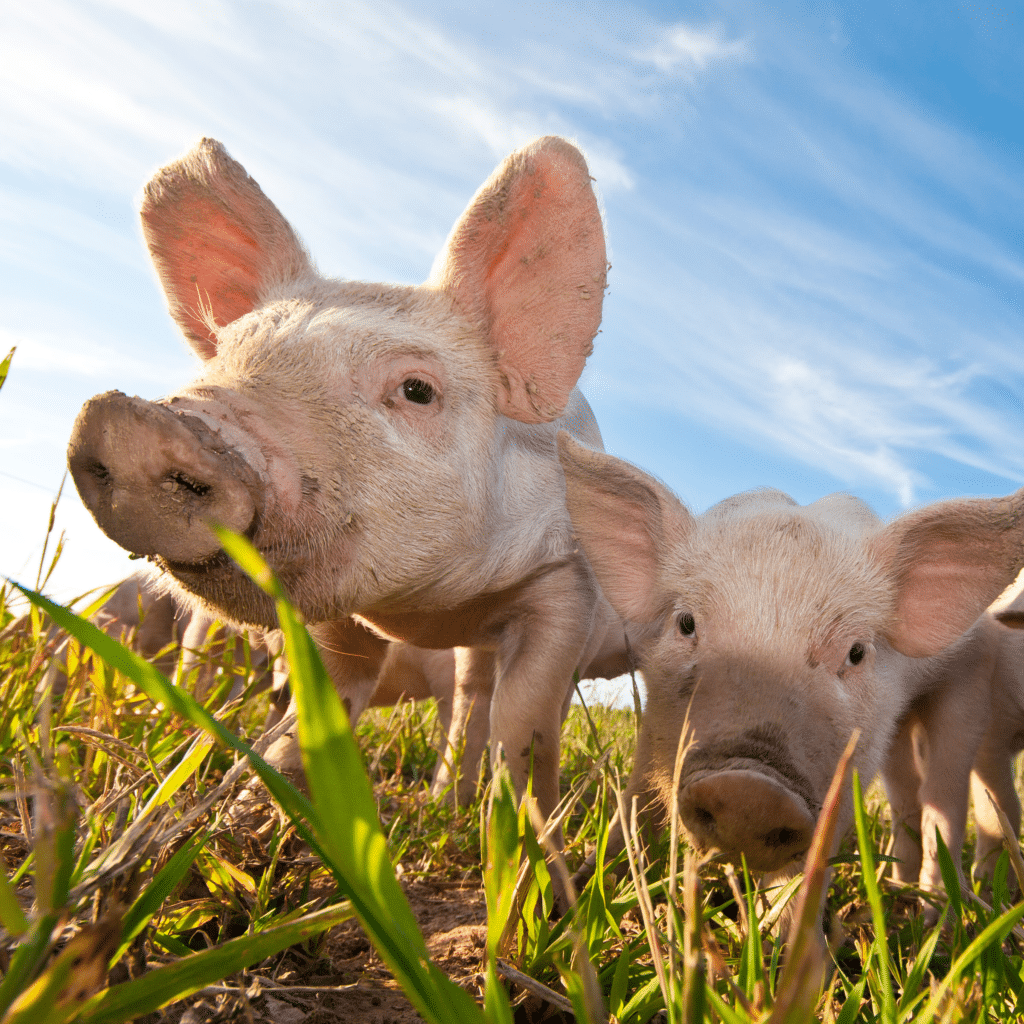 Pig-Crop - PacBio