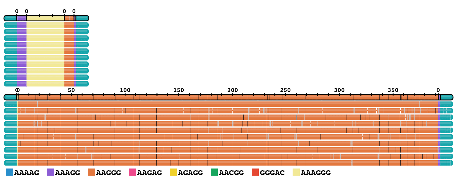 TRVZ plot of HG01175 at RFC1 repeat showing consensus allele for the normal (top) and pathogenic expanded allele (bottom) with phased reads aligned to each consensus sequence. 393 “AAGGG” motifs are observed in the expanded allele with consensus length of 1948 bp. Note the diversity of repeat motifs which are distinguishable by HiFi reads.