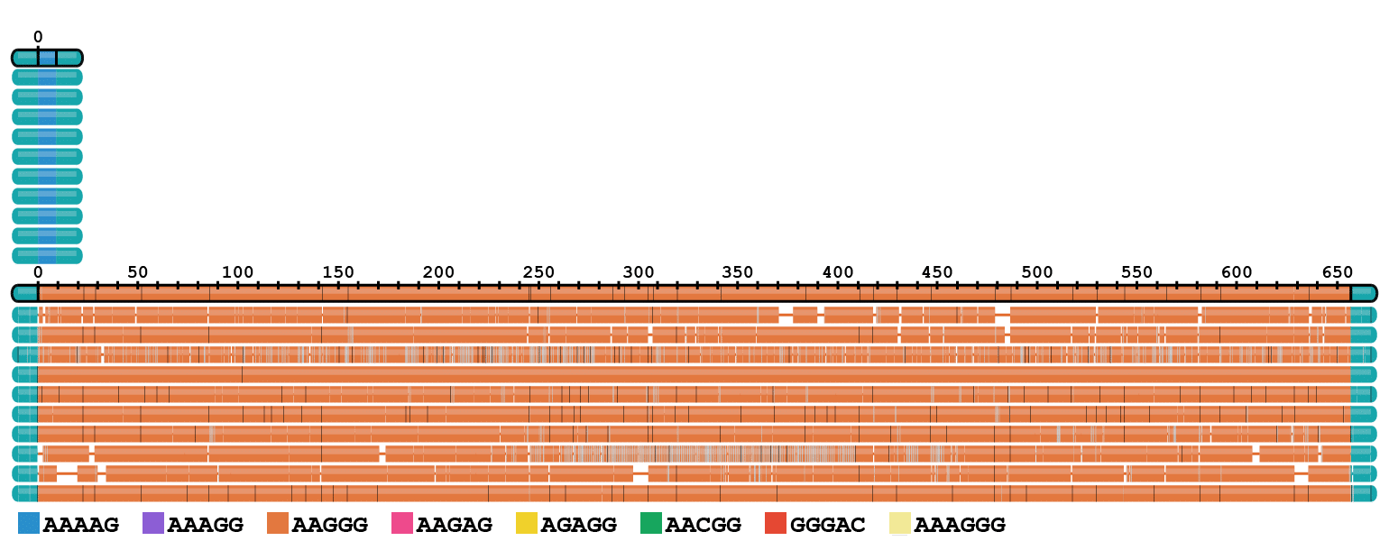 TRVZ plot of NA20752 at RFC1(ital) repeat showing consensus allele for the normal (top) and pathogenic expanded allele (bottom) with phased reads aligned to each consensus sequence. 657 “AAGGG” motifs are observed in the expanded allele with consensus length of 3253 bp.