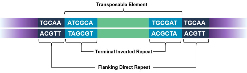 Sequencing 101: Understanding Accuracy in DNA Sequencing - PacBio