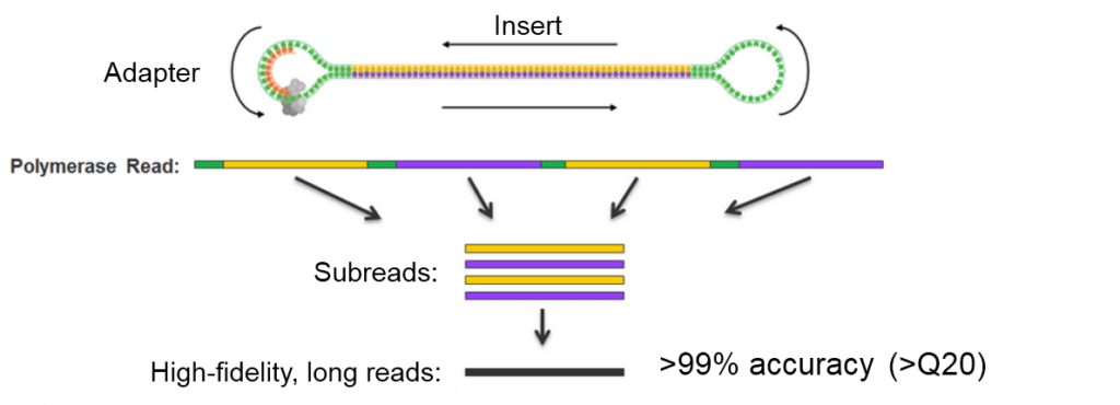 Targeted sequencing ccs - PacBio