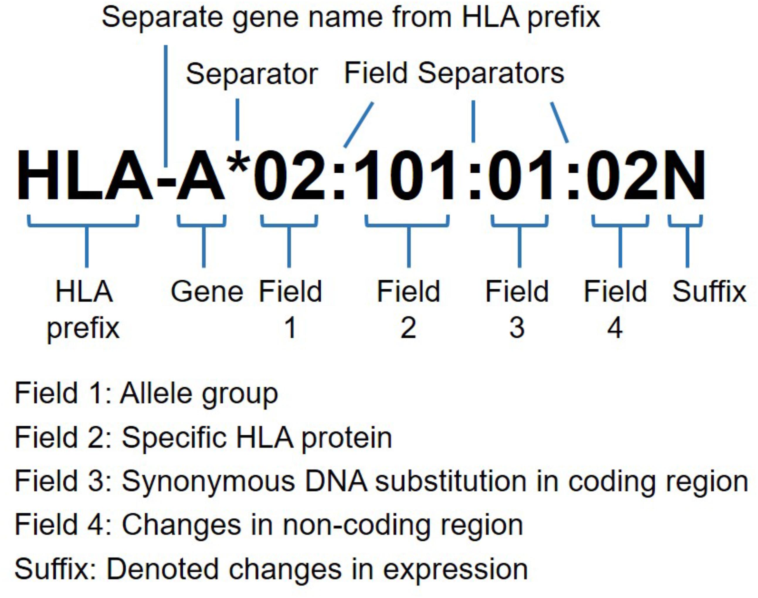 Figure 1. HLA nomenclature with allele resolution at four fields (eight digits). Commonly, the HLA prefix followed by gene name and four fields of the allele. The suffix may be added to an allele to indicate its expression status as low cell surface expression “L”, soluble secreted molecule, “S”, present in the cytoplasm, “C”, aberrant. “A”, questionable, “Q” or not expressed as null alleles “N”. The ambiguous allele typing for identical nucleotide sequences are coded as “G” after first three allele fields, and for identical protein sequences as “P” after two allele fields designation for exons encoding peptide binding domains (exon 2 and 3 for HLA-class I, and exon 2 only for HLA-class II alleles) (adapted from http://hla.alleles.org).