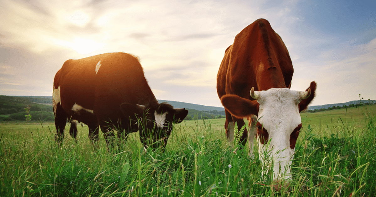 Two cows grazing in a green field