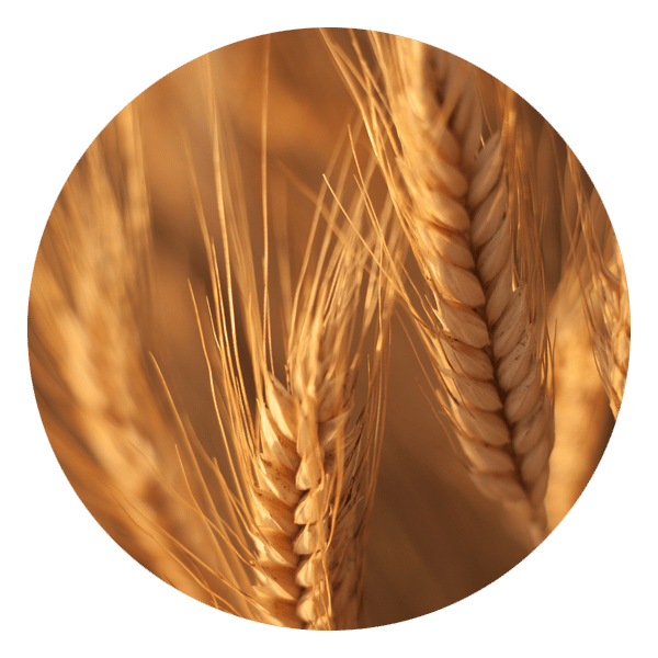 roundel image of golden wheat kernels